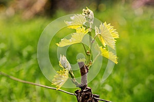 Young shoots on vine branches in spring. Agriculture