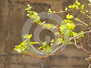 The young shoots of the vine buds