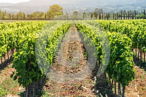 Young shoots of vines on small newly planted juicy green grape bushes On gravel Provencal soil against background of cypresses,