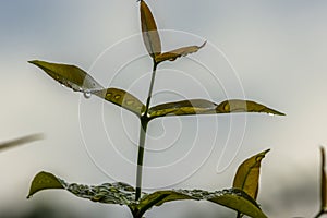 Young shoots of watery rose apple branches still wet with morning dew