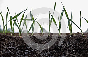 Young shoots of wheat with roots