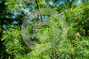 Young shoots on white pine Pinus strobus with long green needles photo