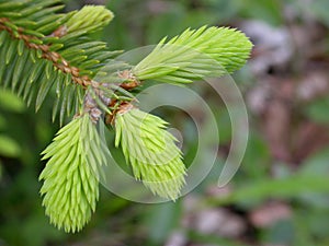 Young shot of a pine