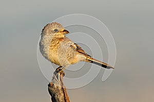 Young Shrike perches on a tree branch