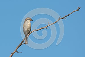 Young shrike sitting on tree branch