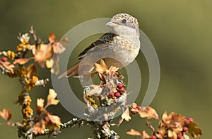 young shrike in the woods photo