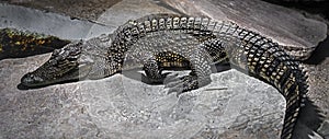 Young siam crocodile 2