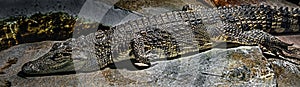 Young siam crocodile 4