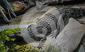 Young siam crocodile 5