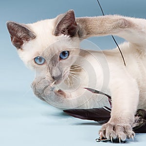 Young Siamese cat playing with feathers