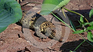 Young Siamese Crocodile in nature.