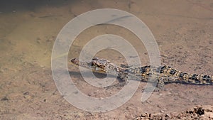 Young Siamese Crocodile in nature.