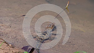 Young Siamese Crocodile in nature.