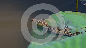 Young Siamese Crocodile in nature.