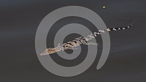 Young Siamese Crocodile in nature.