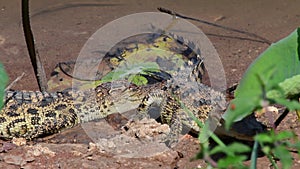 Young Siamese Crocodile in nature.