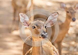 Young siamese eld deer , Thamin, brow antlered deer Cervus eldi Siamensis photo
