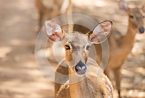 Young siamese eld deer , Thamin, brow antlered deer Cervus eldi Siamensis photo