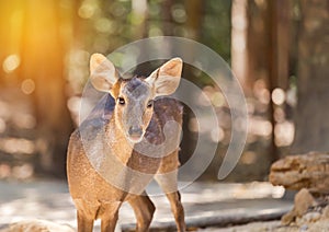 Young siamese eld deer , Thamin, brow antlered deer Cervus eldi Siamensis