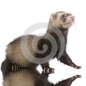 Young siamese sable Ferret kit