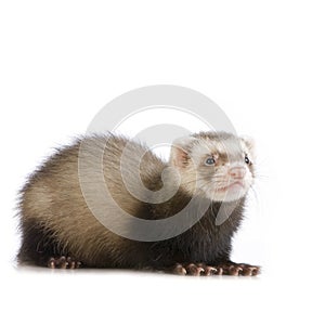 Young siamese sable Ferret kit