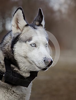 Young Siberian Husky dog enjoying walking in autumn park with his owner