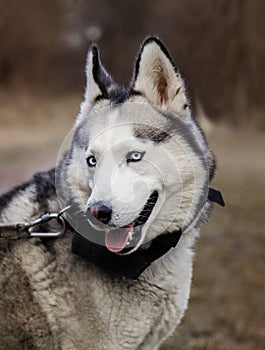 Young Siberian Husky dog enjoying walking in autumn park with his owner