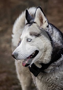 Young Siberian Husky dog enjoying walking in autumn park with his owner