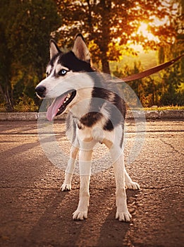 Young Siberian Husky dog enjoying walking in autumn sunlight on road with his owner