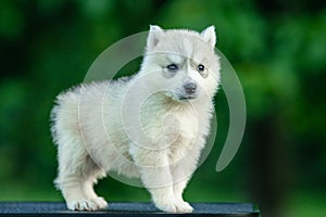 Young Siberian Husky puppy on table with blurred background