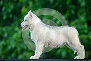 Young Siberian Husky puppy on table with blurred background