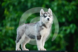 Young Siberian Husky puppy on table with blurred background