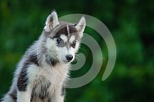 Young Siberian Husky puppy on table with blurred background