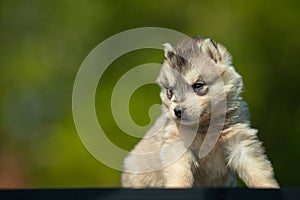Young Siberian Husky puppy on table with blurred background