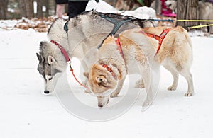 Young siberian husky sled dogs eating snow because of thirst