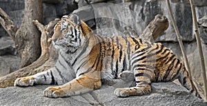 Young siberian tiger 3