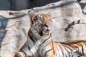 Young Siberian tiger, otherwise known as the Amur Tiger. photo