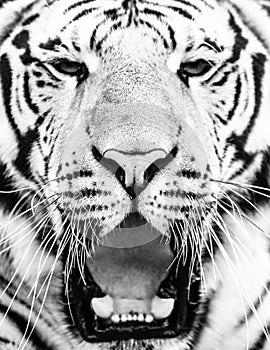 Young siberian tiger portrait with open mouth and sharp teeth