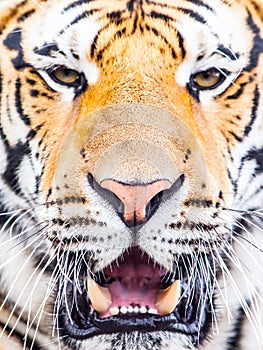 Young siberian tiger portrait with open moutn and shap teeth