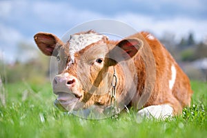 Young sick of thirsty calf resting on green pasture grass on summer day. Feeding of cattle on farm grassland