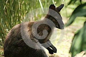 side shot kangaroo sitting in grass photo