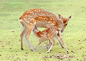 Young sika deer