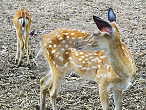 Young Sika Deer.