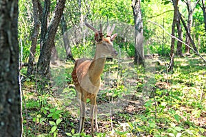 Young sika deer Cervus nippon in the spring forest