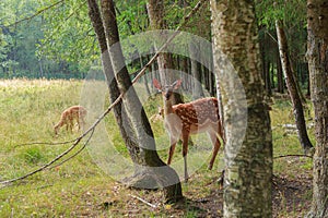 Young sika deer play in the grass, wild animals