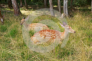 Young sika deer play in the grass, wild animals
