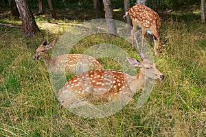 Young sika deer play in the grass, wild animals