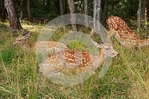 Young sika deer play in the grass, wild animals
