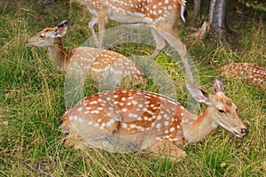 Young sika deer play in the grass, wild animals