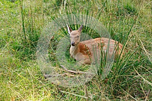 Young sika deer play in the grass, wild animals